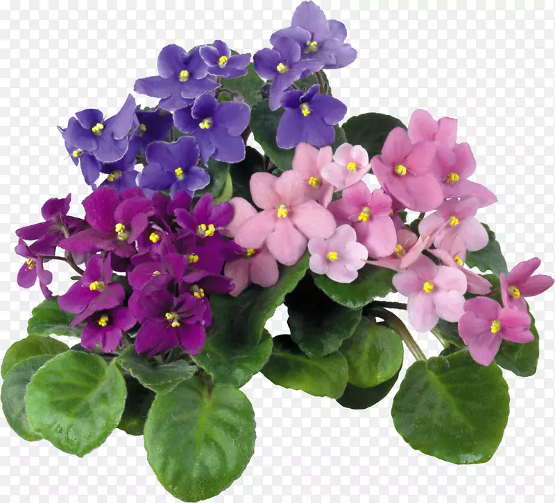 非洲紫罗兰房花色紫罗兰