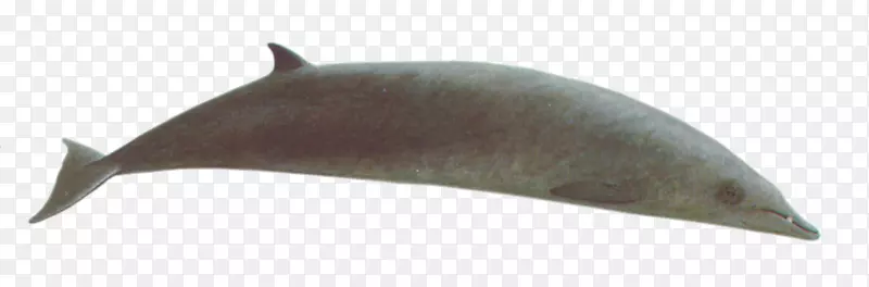 海豚海洋鲸