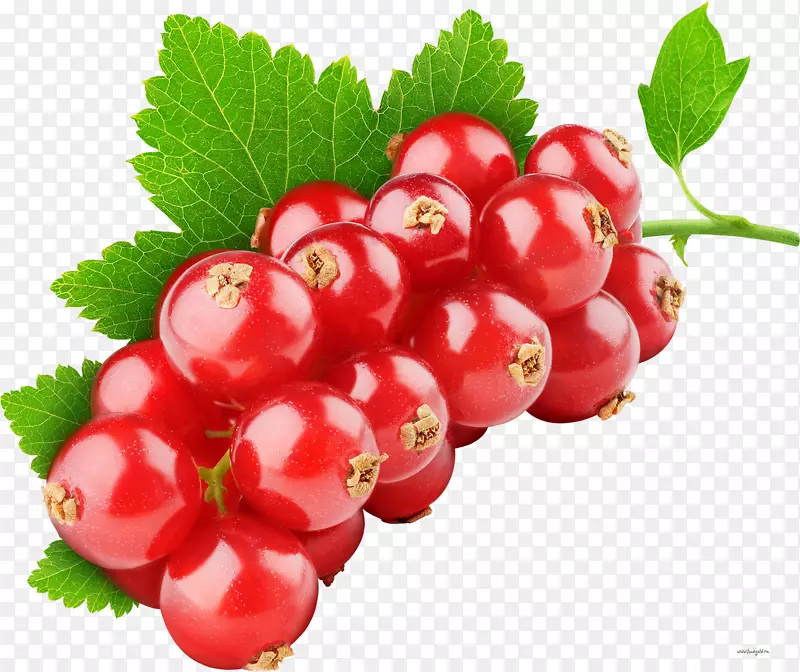 杜蒂水果红加仑子健康浆果