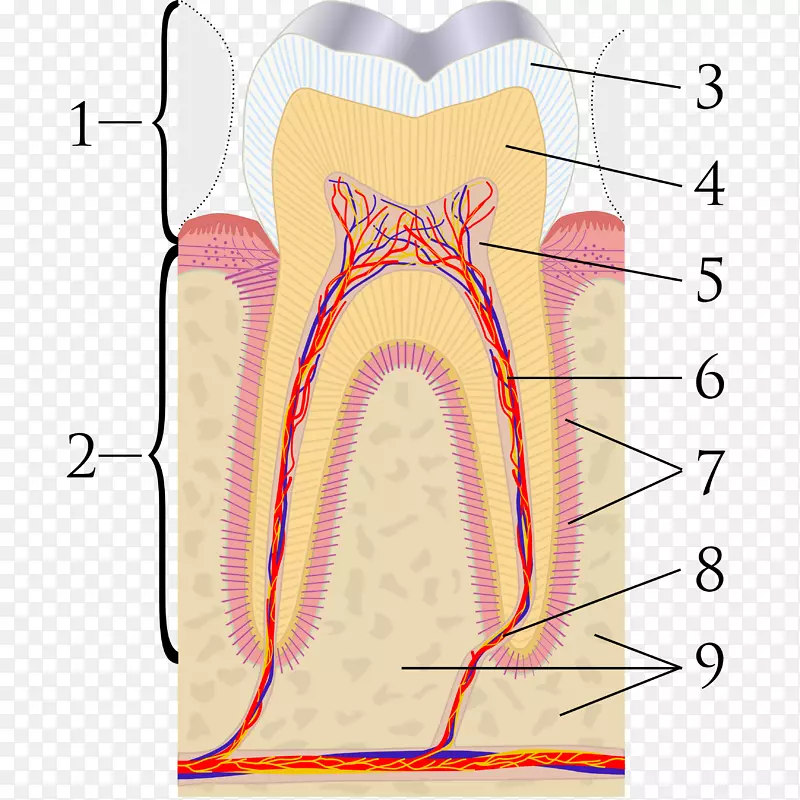 牙髓覆盖矿物三氧化二聚体牙本质治疗-牙齿