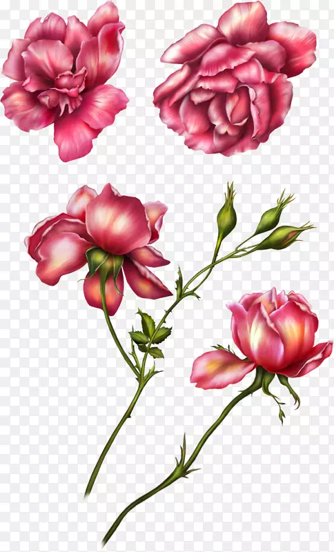 花园玫瑰剪贴画-粉红色玫瑰