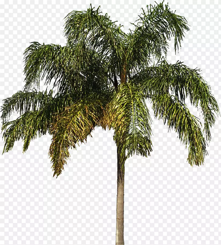 槟榔科木本植物灌木-棕榈树