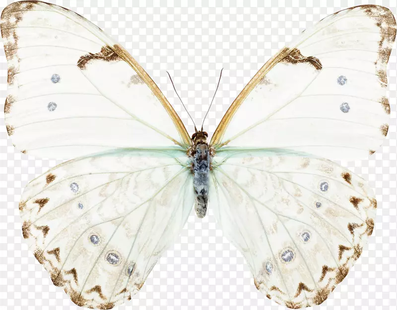 希望的蝴蝶联谊会：女人被可能性联系在一起昆虫蛾轻蛾