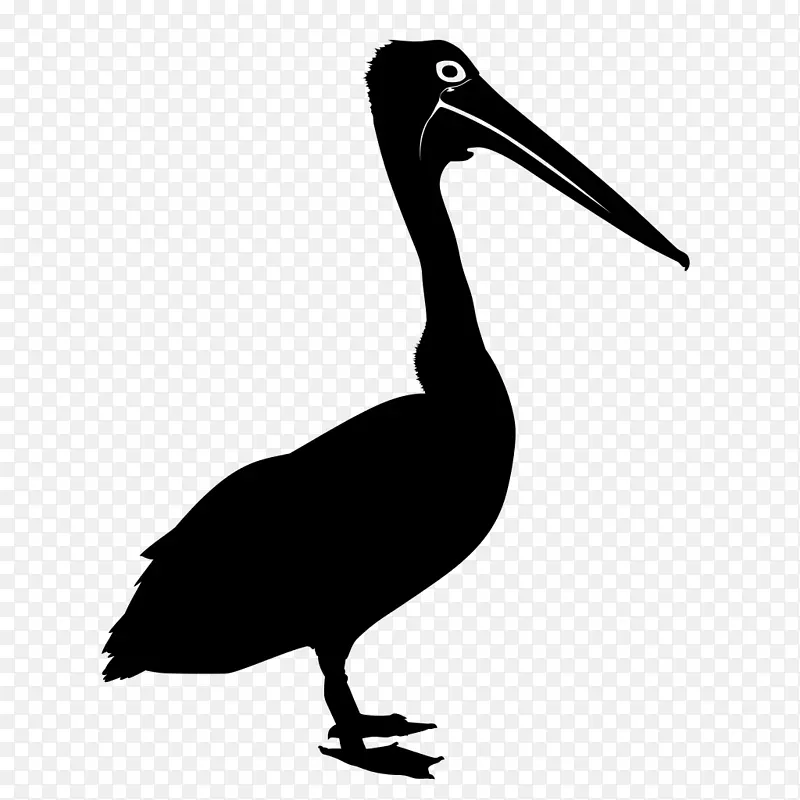 鸟澳大利亚鹈鹕绘画剪贴画-鹈鹕