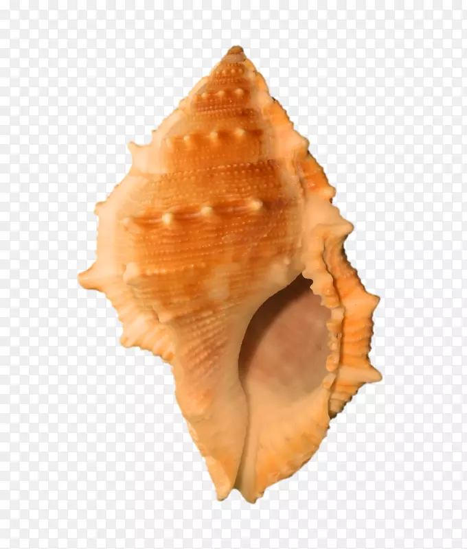 贝壳软体动物海螺