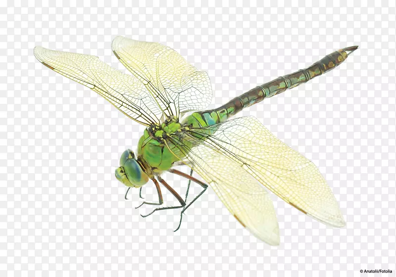 昆虫蜻蜓服装鸟蜻蜓