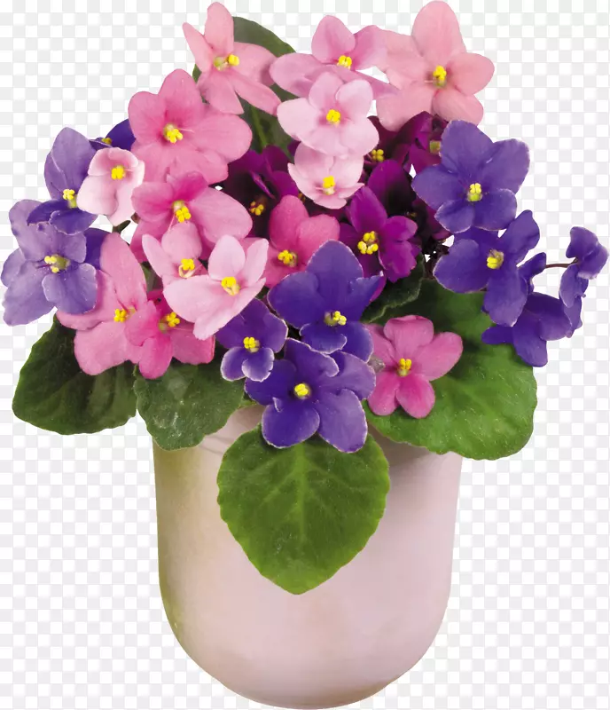 非洲紫罗兰室内花瓶花茉莉花