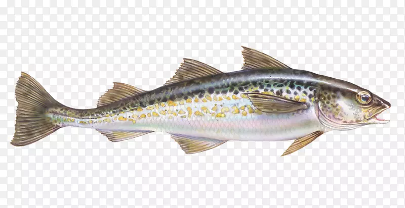 大西洋鳕鱼阿拉斯加鳕鱼