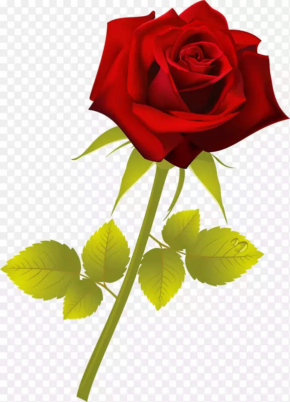 花红植物花园玫瑰画-红玫瑰