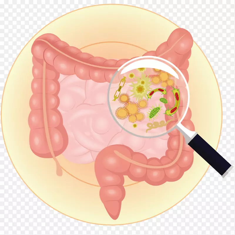 肠道菌群胃肠道细菌大肠前菌