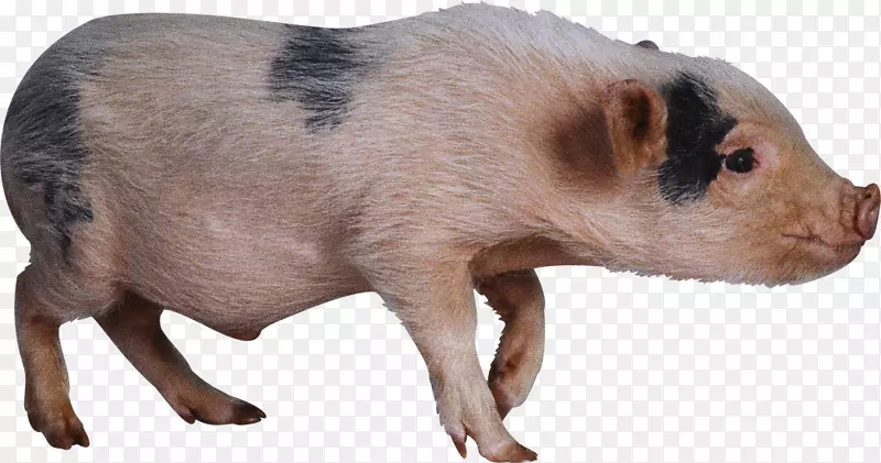家猪和猪夹艺术猪