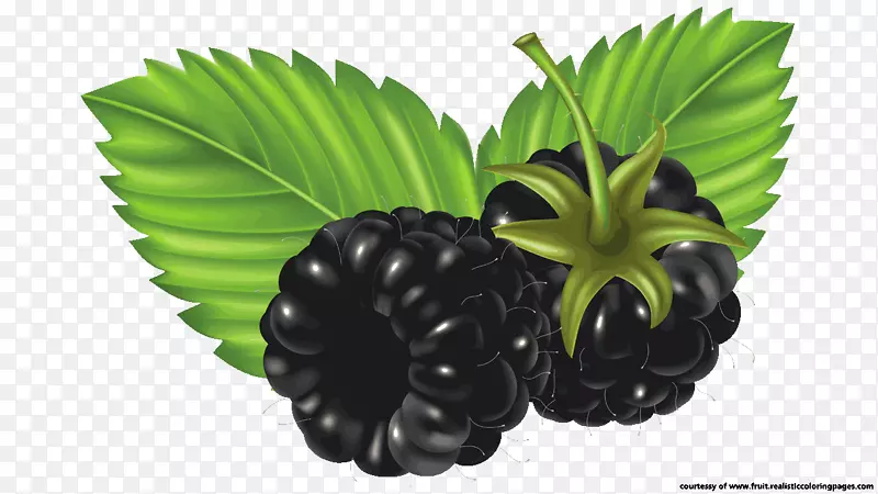 黑莓水果剪贴画.水彩浆果