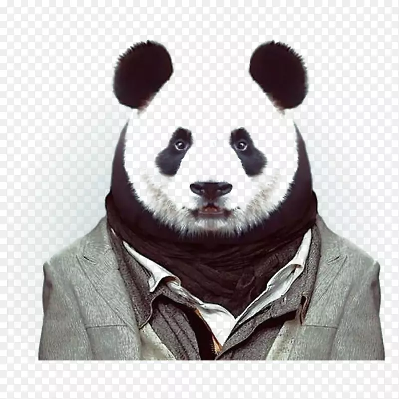 动物园肖像时装摄影动物-熊猫