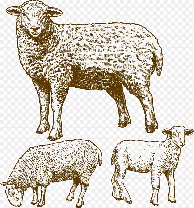 绵羊放牧图-绵羊