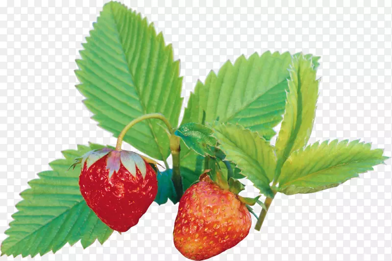 草莓amorodo auglis剪贴画-草莓