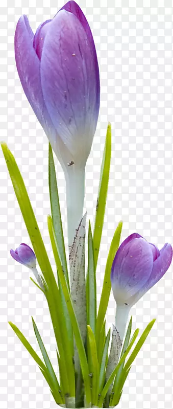 花紫罗兰-野花