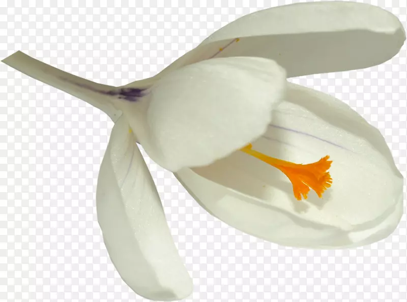 花瓣三月六日三月七日-白色花朵