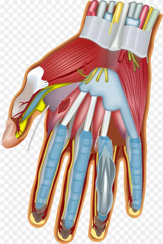 腕部肌肉解剖腕骨-肌肉