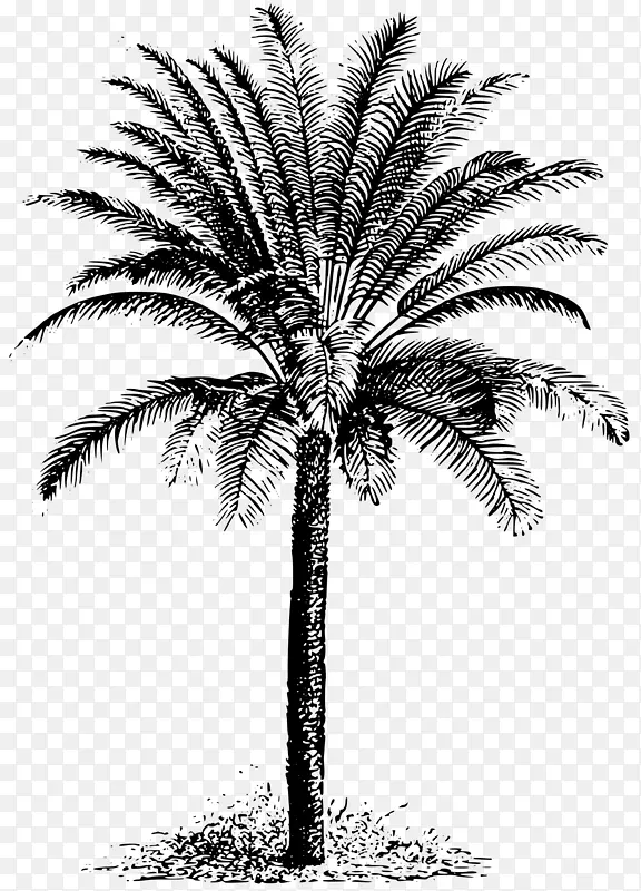 西果棕榈、柏木、槟榔科剪贴画-棕榈星期日