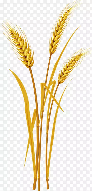 穗麦剪贴画-水稻