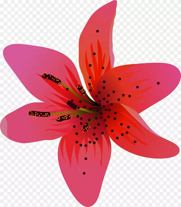 百合科花瓣植物-百合