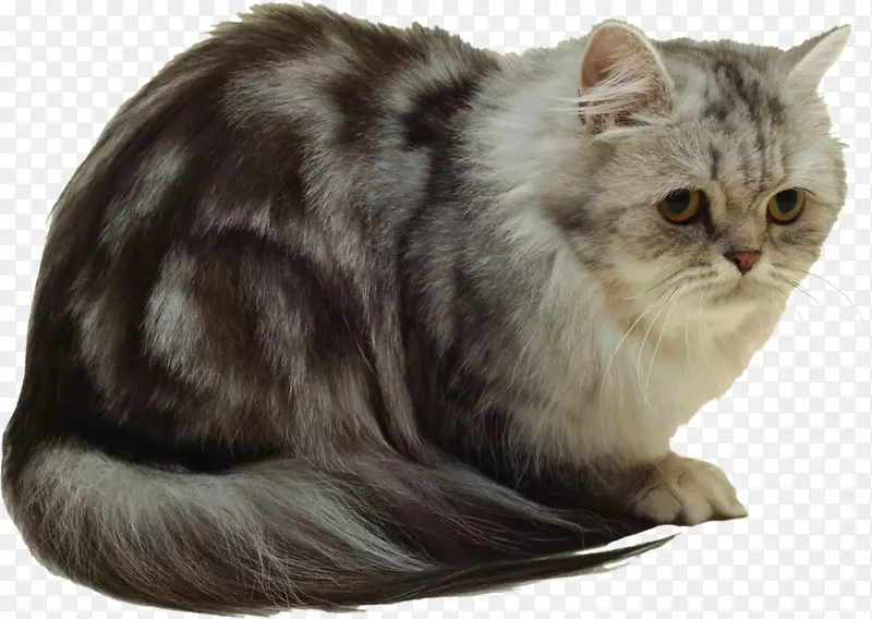 波斯猫英国半长毛猫科动物猫