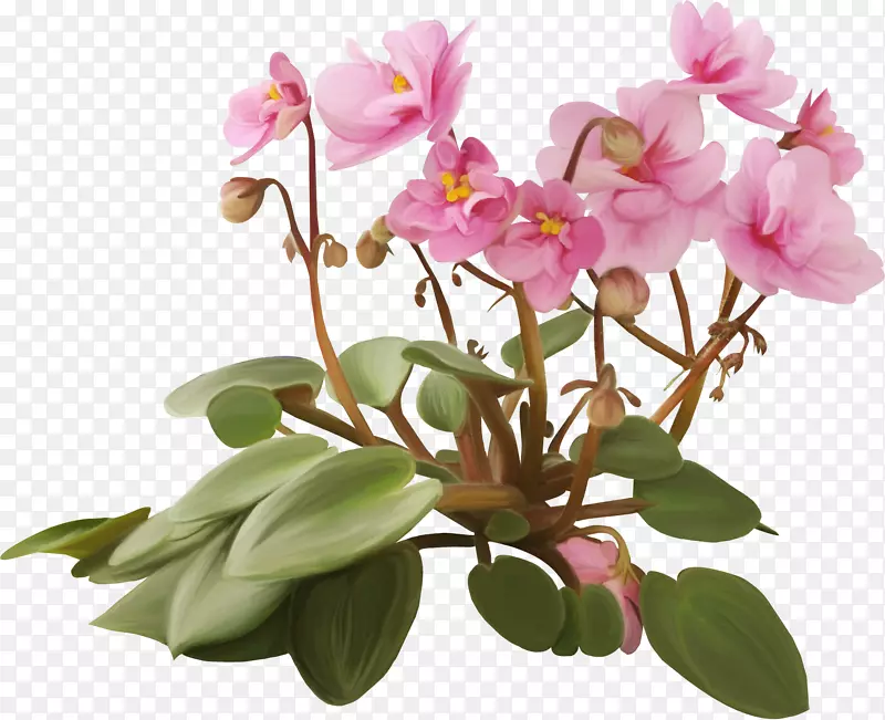 花盆植物紫罗兰-兰花