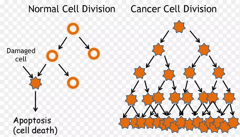 癌细胞周期细胞分裂-癌症