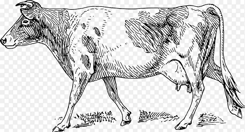 格恩西岛牛、荷斯坦牛、弗里西亚牛、赫里福德牛、瓦尔道斯坦红斑牛、婆罗门牛.生物学