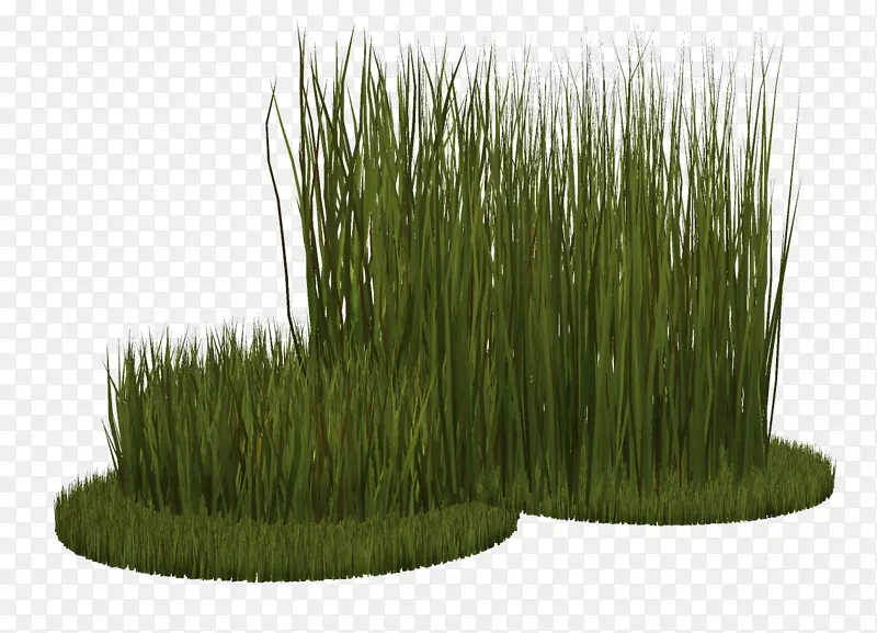黑麦草草本植物草