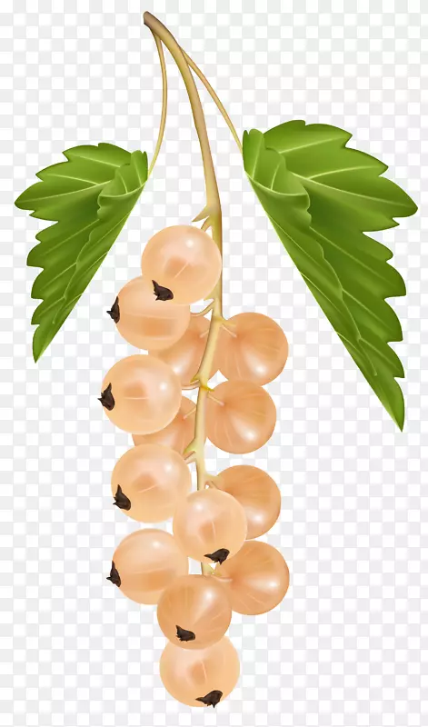黑醋栗红加仑白醋栗葡萄