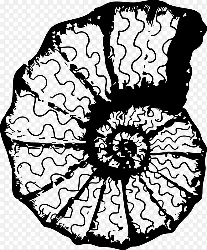 海贝壳画夹艺术-贝壳