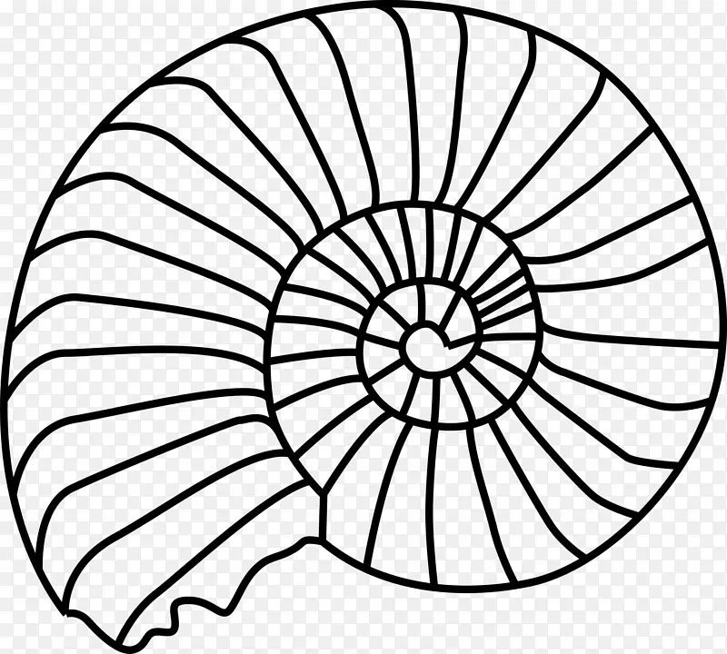 三叶虫化石-海贝壳