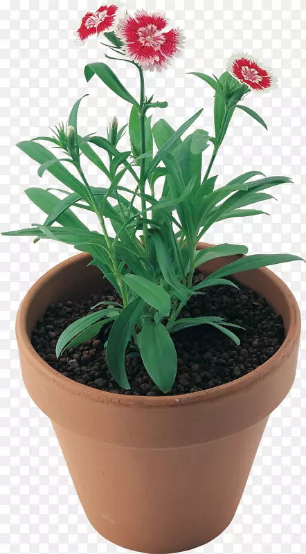 盆栽植物-康乃馨