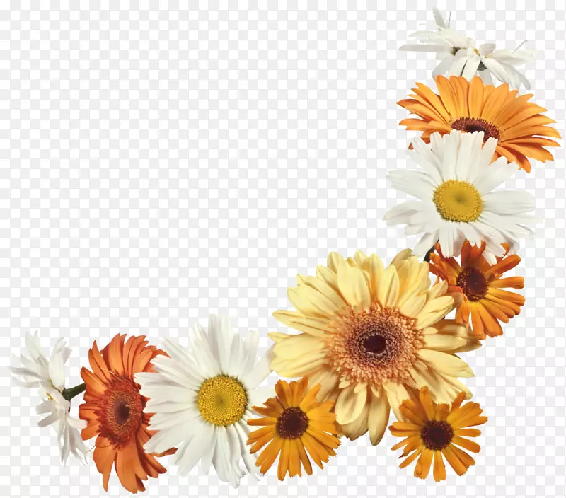 切花，花卉设计，花束，兰花，雏菊-非洲菊