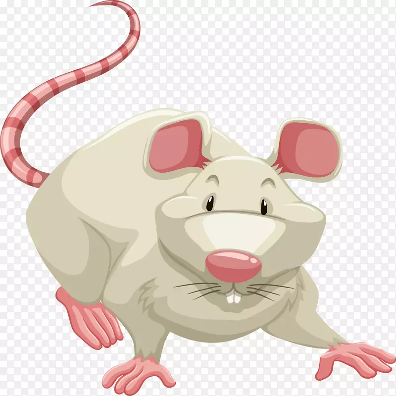 实验大鼠棕色大鼠小鼠剪贴画-100%