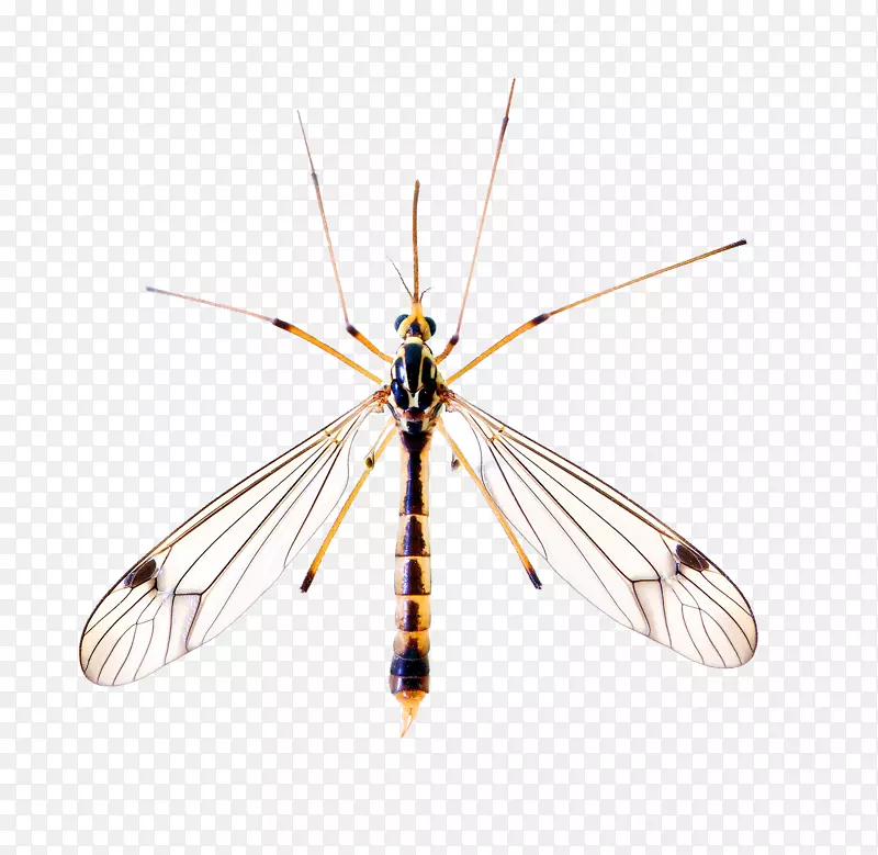 黄热病蚊虫基孔肯雅病毒感染登革热-蚊子