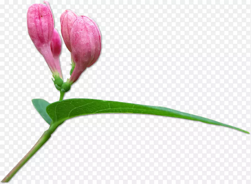 芽燕德搜索摄影植物树-粉红色的花