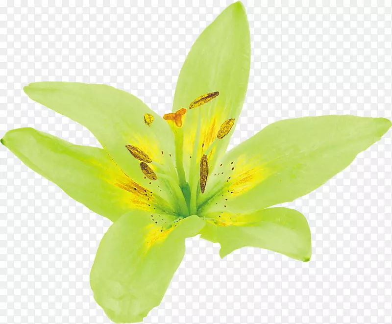 百合花黄色绿色花瓣-百合