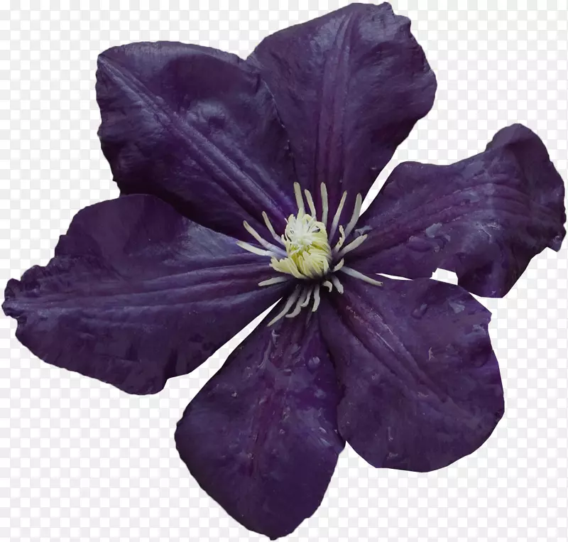 紫紫丁香花瓣阴影