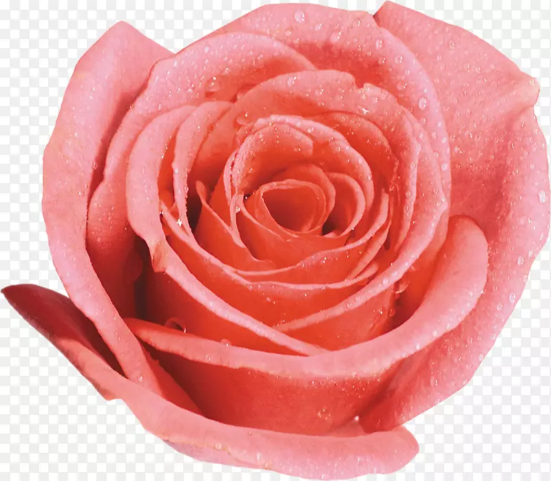 沙滩玫瑰花园玫瑰桌面壁纸夹艺术-粉红色玫瑰