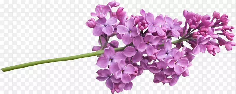 紫丁香树花-薰衣草水彩