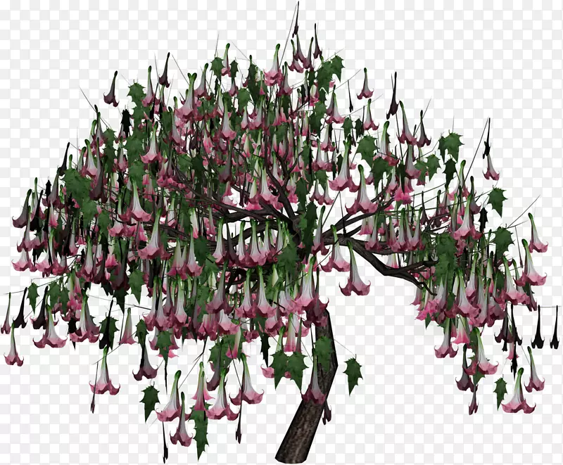 木本植物枝-花树