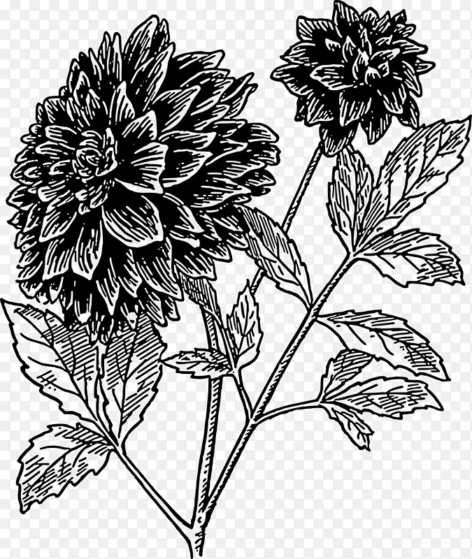 大丽绘画剪贴画-黑色花朵
