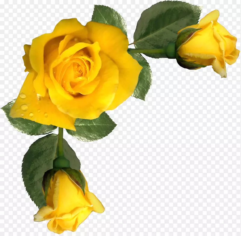 画框玫瑰剪贴画-花黄色