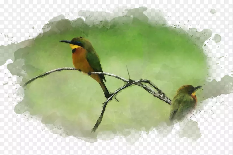 鸟水彩画艺术博物馆-水彩画鸟