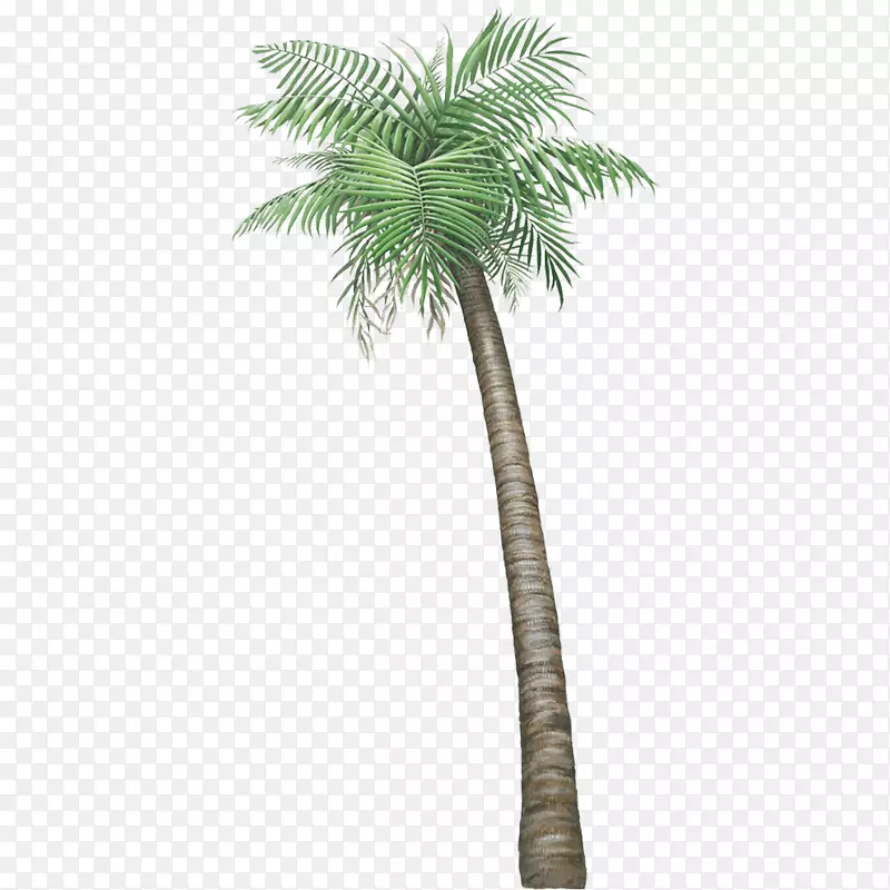 壁挂槟榔科植物-棕榈树