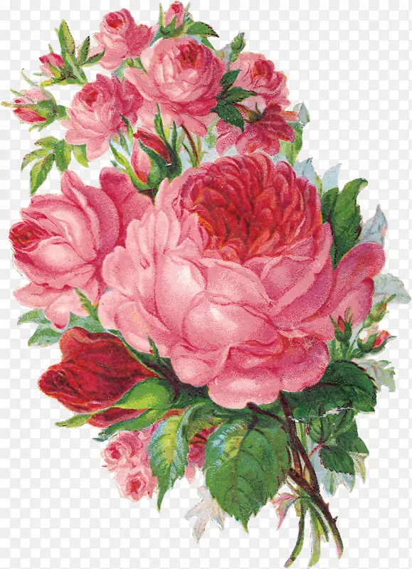 花卉花园玫瑰水彩画-陈年玫瑰