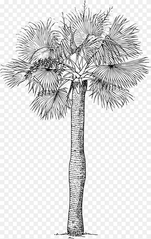 槟榔科乔木棕榈植物剪贴画-棕榈