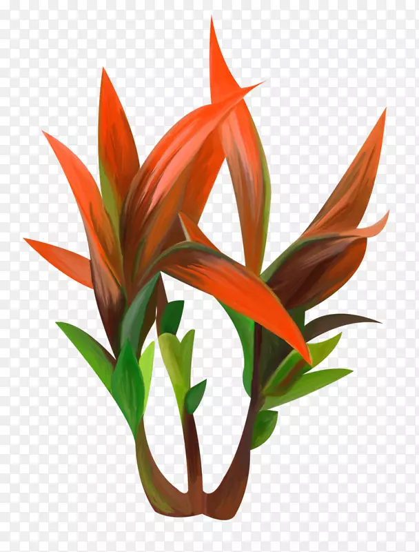 龙舌兰红植物